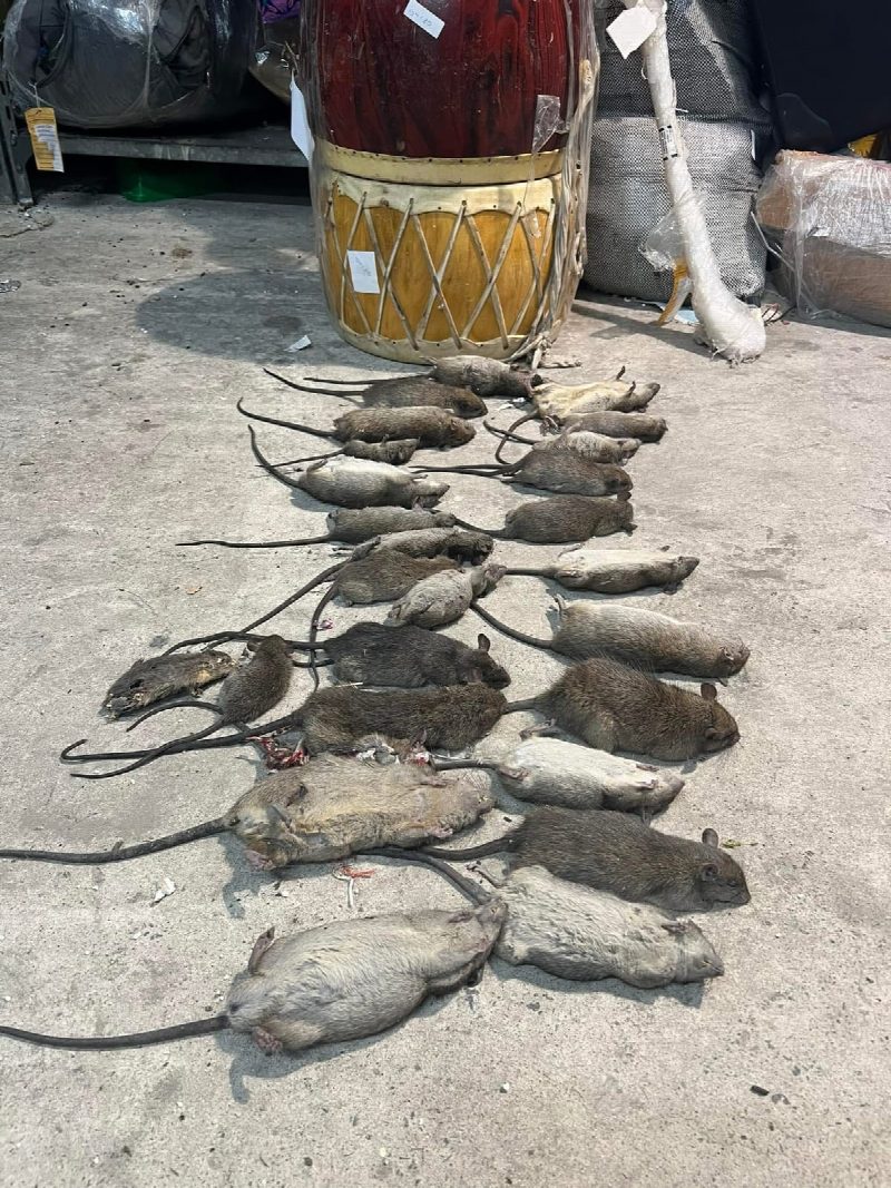 Rodents caught during a rodent control job